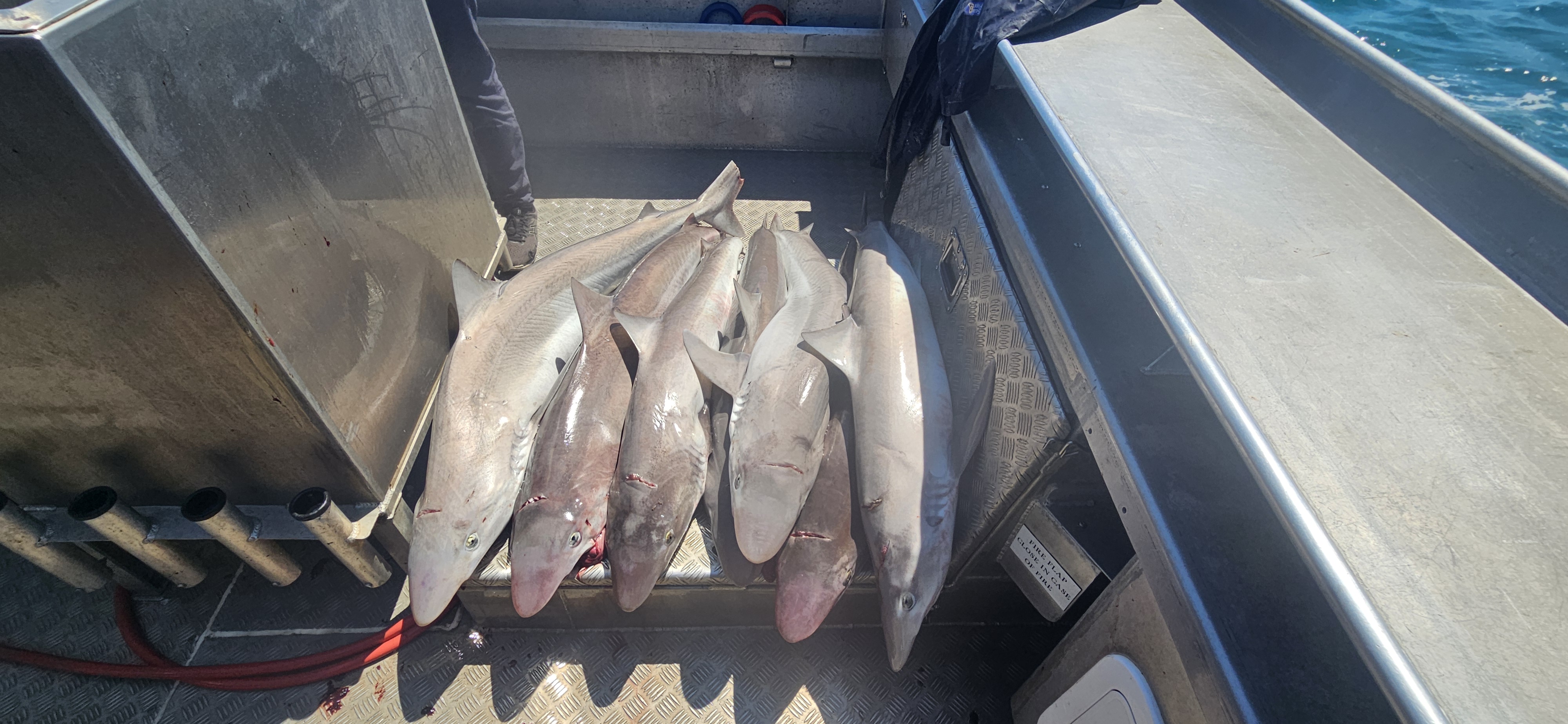 Afternoon Fishing